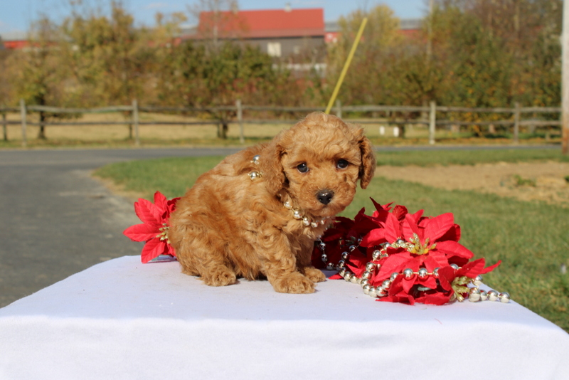 puppy, for, sale, Miniature Poodle, Matthew B. Stoltzfus, dog, breeder, Gap, PA, dog-breeder, puppy-for-sale, forsale, nearby, find, puppyfind, locator, puppylocator, aca